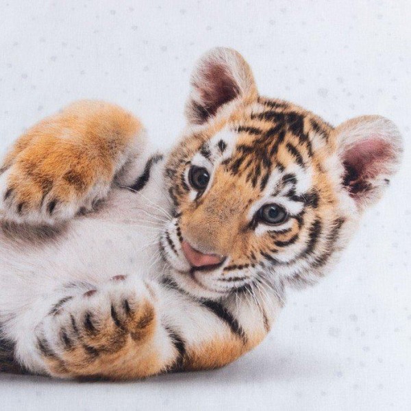 Постельное бельё Этель 1,5 сп "Little tiger" 143х215 см, 150х214 см, 50х70 см -1 шт, 100% хл, бязь